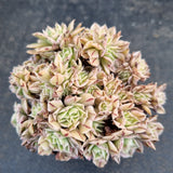 Aeonium Sunburst crested 灿烂缀化