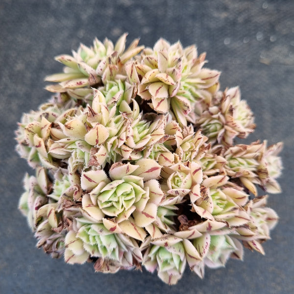 Aeonium Sunburst crested 灿烂缀化