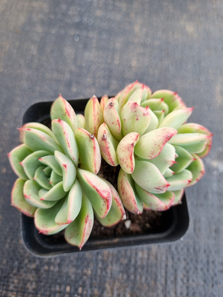 *GLGhybrid(1-1290)Echeveria Laulensis hybrid 劳伦斯杂