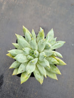 Echeveria Tolimanensis hybrid 杜里万杂