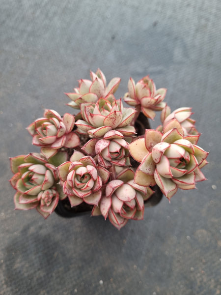 *GLGhybrid(1-1010) Echeveria Cat's Eye hybrid 猫眼石杂
