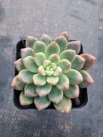 Pachyveria Paradoxa aka. Chanel 香奈