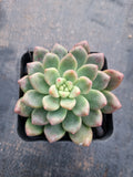 Pachyveria Paradoxa aka. Chanel 香奈