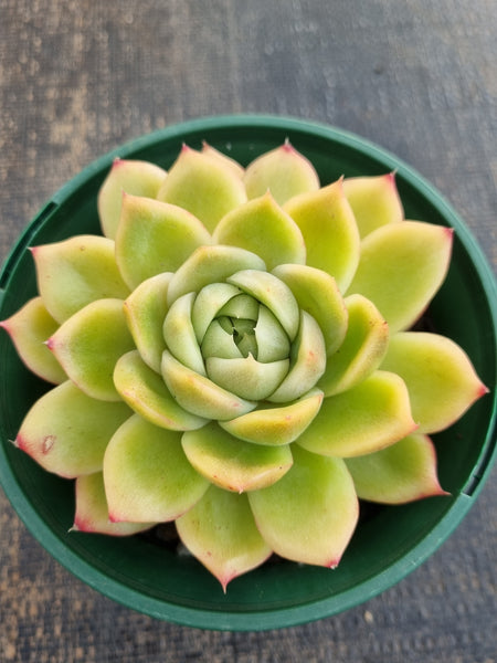 *GLGhybrid(2-289) Echeveria Agavoides hybrid 冬云杂