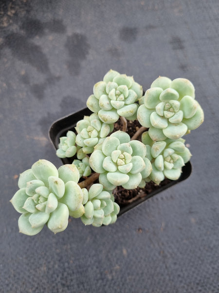 *GLGhybrid(1-356) Graptoveria Titubans hybrid 白牡丹杂
