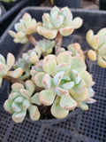 Graptoveria 'A Grim One' 格林