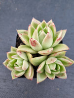 *GLGhybrid(1-1073) Echeveria Agavoides hybrid 冬云杂