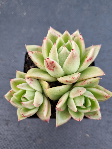 *GLGhybrid(1-1073) Echeveria Agavoides hybrid 冬云杂