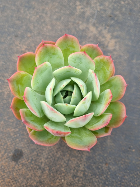 *GLGhybrid(1-1552) Echeveria Laulensis hybrid 劳伦斯杂