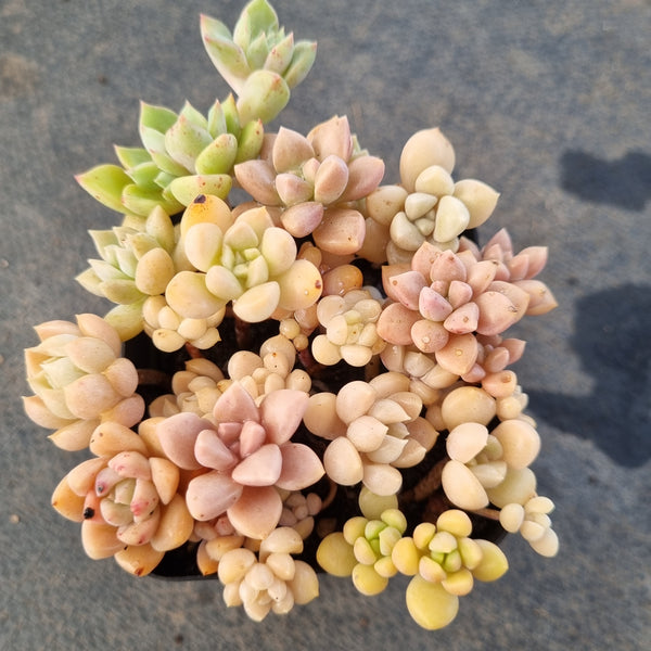 *GLGhybrid(1-1660) Assorted Succulents