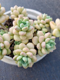 *GLGhybrid(2-376) Graptopetalum ‘Blush Danko’ 绯丸