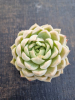 *GLGhybrid(1-1240) Echeveria Elegans 'Alba' hybrid 白月影杂