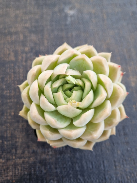 *GLGhybrid(1-1240) Echeveria Elegans 'Alba' hybrid 白月影杂