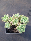 GLGhybrid Graptopetalum ‘Blush Danko’ 绯丸