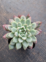 *GLGhybrid(1-765) Echeveria cuspidata var. Zaragozae hybrid 黑爪杂