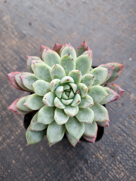 *GLGhybrid(1-765) Echeveria cuspidata var. Zaragozae hybrid 黑爪杂