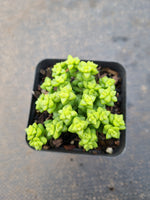 Crassula Rupestris Tom Thumb 小米星