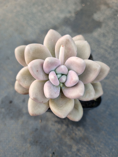 *GLGhybrid(1-1230) Pachyphytum hybrid 厚叶草属杂