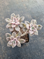 *GLGhybrid(1-698) Graptopetalum Mendozae X Echeveria Brown Sugar 丸姬杂红糖