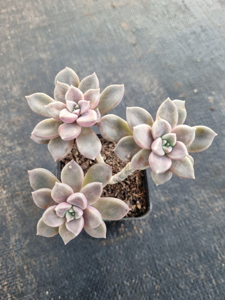 *GLGhybrid(1-698) Graptopetalum Mendozae X Echeveria Brown Sugar 丸姬杂红糖