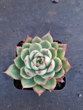 Echeveria Pink Crystal 水晶
