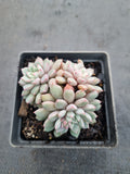 Echeveria Subcorymbosa Lau 030  蓝宝石