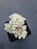 GLGhybrid - Sedum clavatum × Echeveria derenbergii 胭脂泪