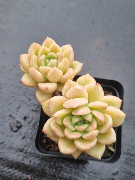 *GLGhybrid(1-1483) Echeveria Arze bybrid 璀璨杂