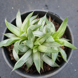 11cm pot Haworthia Grey Ghost