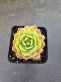 Sedeveria Green rose 绿蔷薇