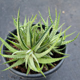 11cm pot Haworthia Attenuata Variegata 雪重之松
