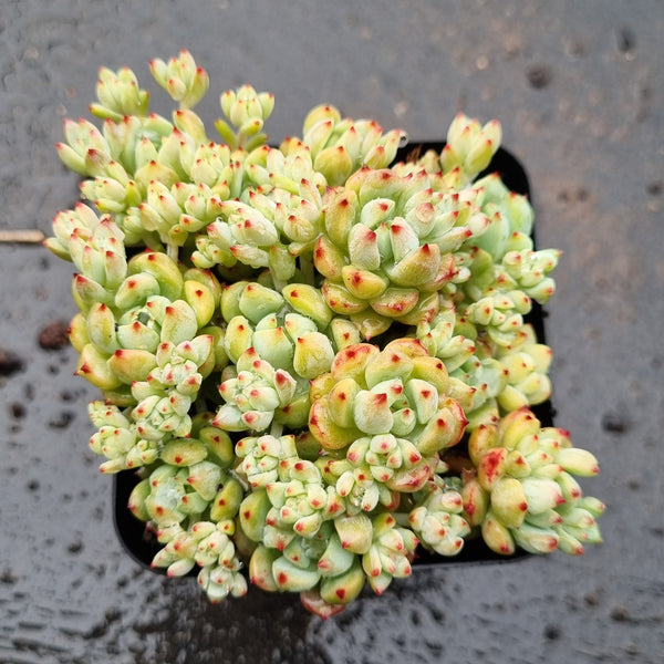 *GLGhybrid(1-1609) Sedum Perezdelarosae hybrid 焦糖精灵杂