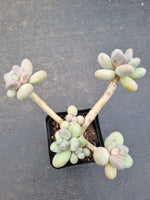 *GLGhybrid(1-1087) Pachyveria 'Concubine's Finger' 贵妃手指