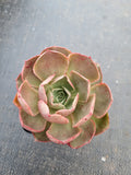 Echeveria Relena 莉莉娜