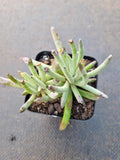 Senecio 'Scaposus' 新月