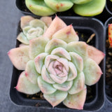 *GLGhybrid(1-506) Special hybrid pack of 4