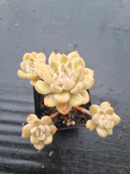 *GLGhybrid(1-1438) Graptopetalum Mendozae hybrid 丸姬杂