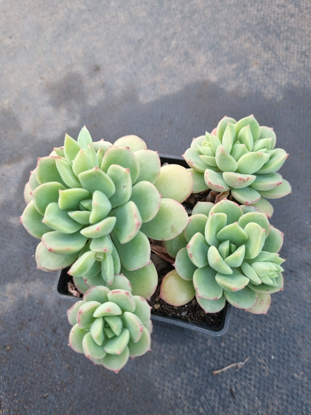 Echeveria Sugared 砂糖11cm 盆