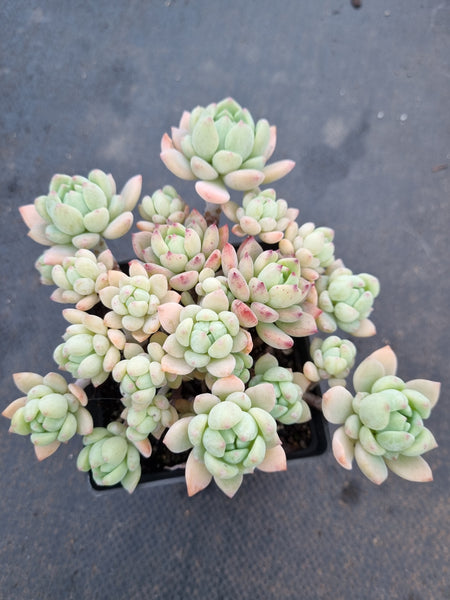 *GLGhybrid(1-1079) Echeveria prolifica hybrid 粉蔓杂