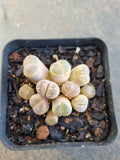 Lithops / living stone 生石花