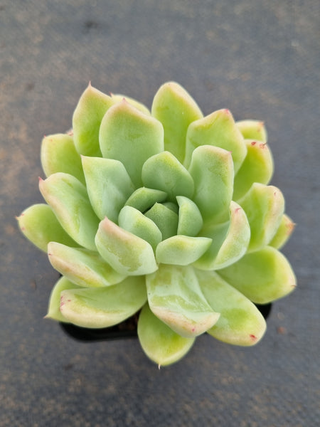 *GLGhybrid(1-1574) Echeveria Elegans 'Alba' hybrid 白月影杂