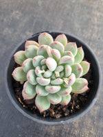 *GLGhybrid (2-150) Pachyveria Elaine hybrid 香水杂