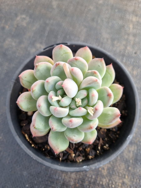 *GLGhybrid (2-150) Pachyveria Elaine hybrid 香水杂