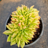 *GLGhybrid(2-37) Echeveria Agavoides hybrid crested 东云杂缀化