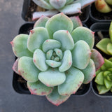 *GLGhybrid(1-328) Special hybrid pack of 4