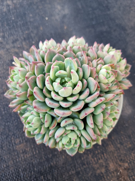 *GLGhybrid(2-316) Echeveria Sierra Hybrid 爱斯诺杂