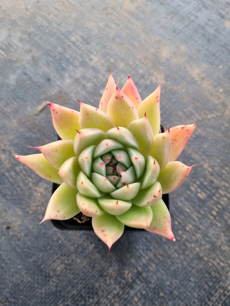 *GLGhybrid(1-342) Echeveria cuspidata var. Zaragozae hybrid 黑爪杂