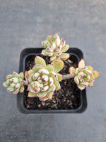 *GLGhybrid(1-948) Echeveria Ballsii Hybrid 灰姑娘杂