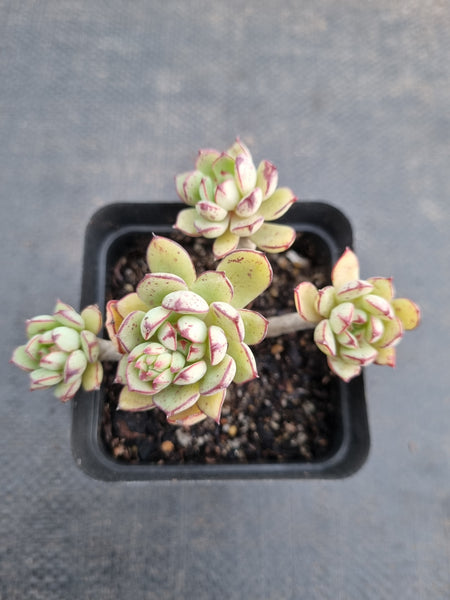*GLGhybrid(1-948) Echeveria Ballsii Hybrid 灰姑娘杂