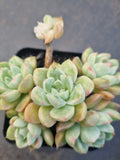 *GLGhybrid(1-1329) Echeveria Elegans 'Alba' hybrid 白月影杂